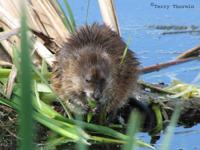 Muskrat eating 3.jpg