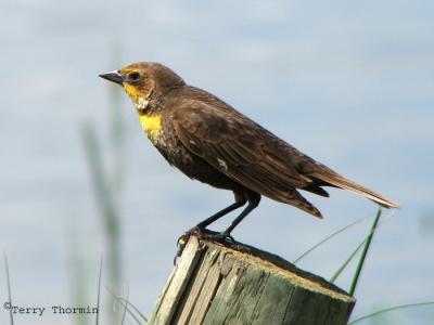 Yellow-headed Blackbird female 3.jpg