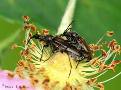 Achmaeops p. proteus - Long-horned Beetle 1.jpg