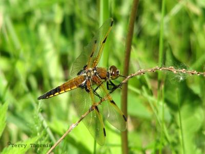 Libellula quadrimaculata - Four-spotted Skimmer 7.jpg