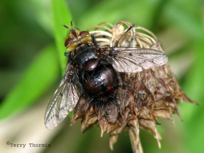Tachina sp. - Tachinid fly A2.jpg