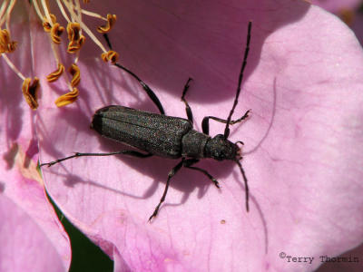 Trachysida aspera - Long-horned Beetle 4.jpg