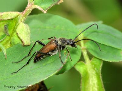 Trachysida mutabilis - Long-horned Beetle 1.jpg