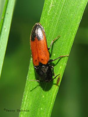 Click Beetles - Elateridae