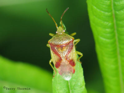 Shield Bugs - Acanthosomatidae