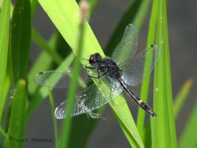 Leucorrhinia intacta - Dot-tailed Whiteface 1.jpg