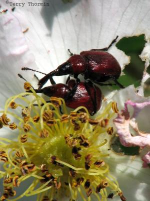 Merhynchites bicolor - Rose Curculio 2.jpg