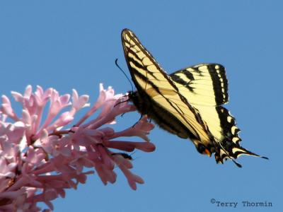 Butterflies - Lepidoptera