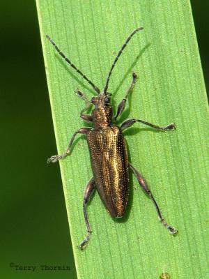 Donacia sp. - Aquatic leaf beetle 2.jpg