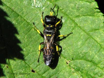 Ectemnius maculosus - Square-headed Wasp female1.jpg