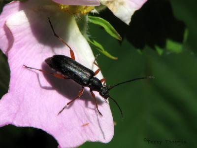 Gramoptera subargentata - Longhorned Beetle 2.jpg