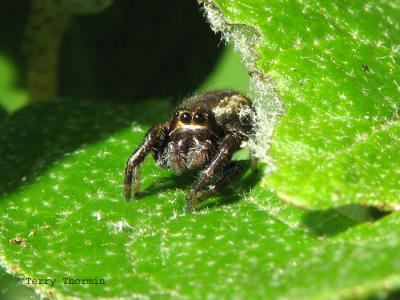 Eris militaris - Jumping Spider 1.jpg