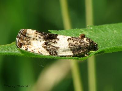 Tortricid Moths - Tortricidae