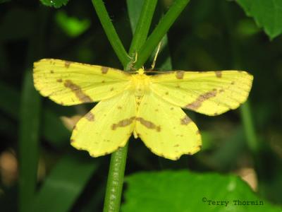 Xanthotype sospeta - Crocus Geometer Moth 1.jpg
