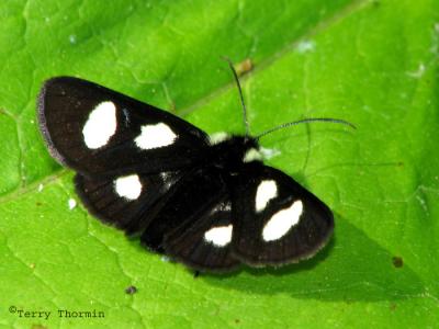 Alypia langtoni - Langtons Forester Moth 1.jpg