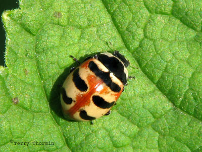 Coccinella trifasciata - Three-banded Ladybug 1.jpg