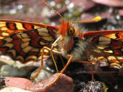 Euphydryas anicia - Anicia Checkerspot 3.jpg