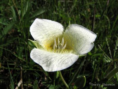 Mariposa Lily 2.jpg