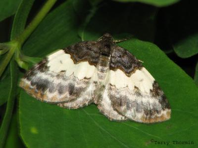 Inchworms or Geometer Moths - Geometridae