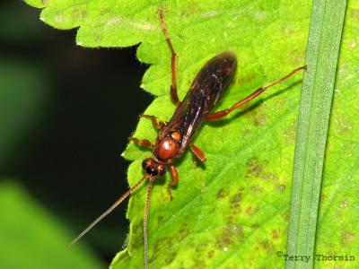 Ichneumonidae - Ichneumon wasp E1.jpg