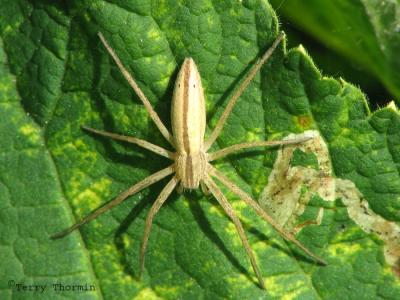 Tibellus sp. - Grass Spider A1.jpg