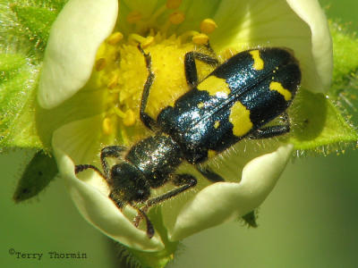 Trichodes ornatus - Ornate Checkered Beetle 1a.jpg