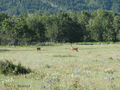 White-tailed Deer in meadow 1.jpg