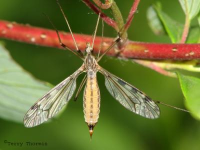 Crane Flies - Tipulidae