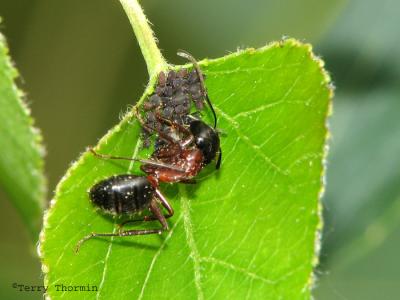 Formica sp. - Wood Ant and Aphids B1.jpg