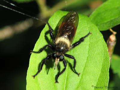 Laphria janus - Bumblebee Robber Fly 1.jpg