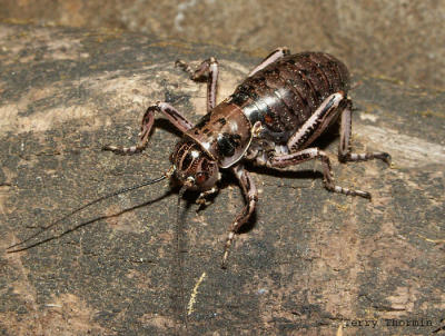 Cyphoderris monstrosa - Uhlers Hump-winged Cricket 2.jpg