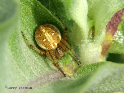 Orb-weaver A1.jpg