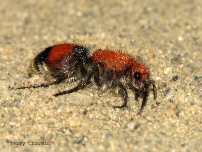 Velvet Ants - Mutillidae