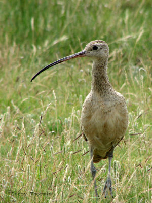 Long-billed Curlew 1.jpg