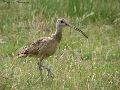 Long-billed Curlew 2.jpg