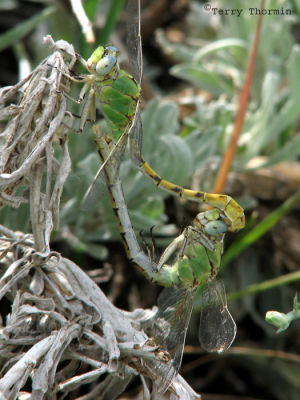 Ophiogomphus severus - Pale Snaketails mating 3.jpg