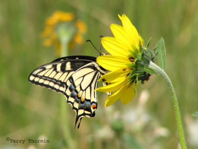 Papilio machaon dodi - Old World Swallowtail 8.jpg