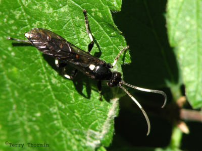 Ichneumoninae - Ichneumon wasp H1.jpg