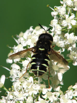 Stratiomys sp. - Soldier Fly C3.jpg