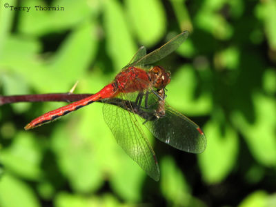 Sympetrum internum - Cherry-faced Meadowhawk 6.jpg