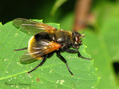 Mesembrina decipiens - Muscid Fly 1.jpg