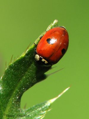 Adalia bipunctata -Two-spotted Ladybug 1.jpg