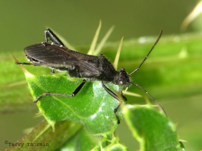 Alydus sp. - Broad-headed Bug A1.jpg