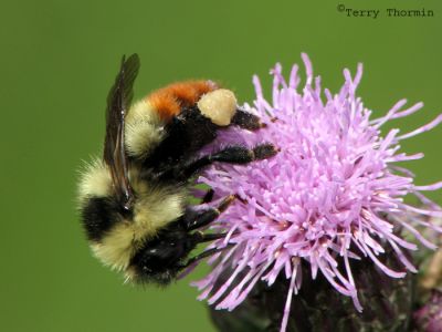 Wasps, Bees and Ants - Hymenoptera