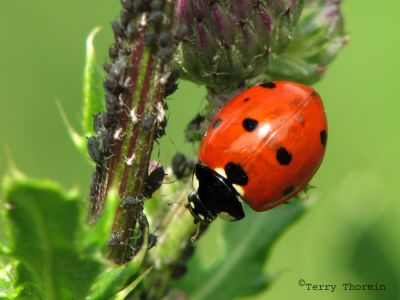 Coccinella septempunctata - Seven-spot Ladybug and aphids 2.jpg