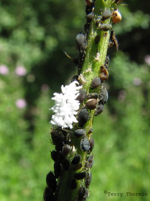 Ladybug larva - either Scymnus or Hyperaspis 1.jpg