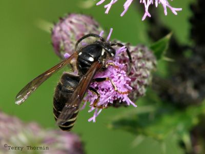 Dolichovespula adulterina - Parasitic Yellow Jacket 2.jpg