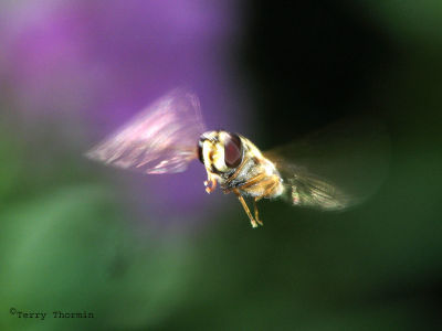  Epistrophe grossulariae - Hover Fly - In flight