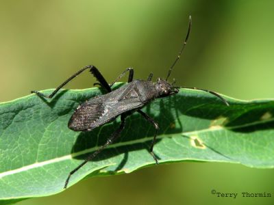 Broad-headed Bug - Alydidae