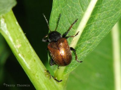 Bromius obscurus - Western Grape Rootworm Beetle 1.jpg